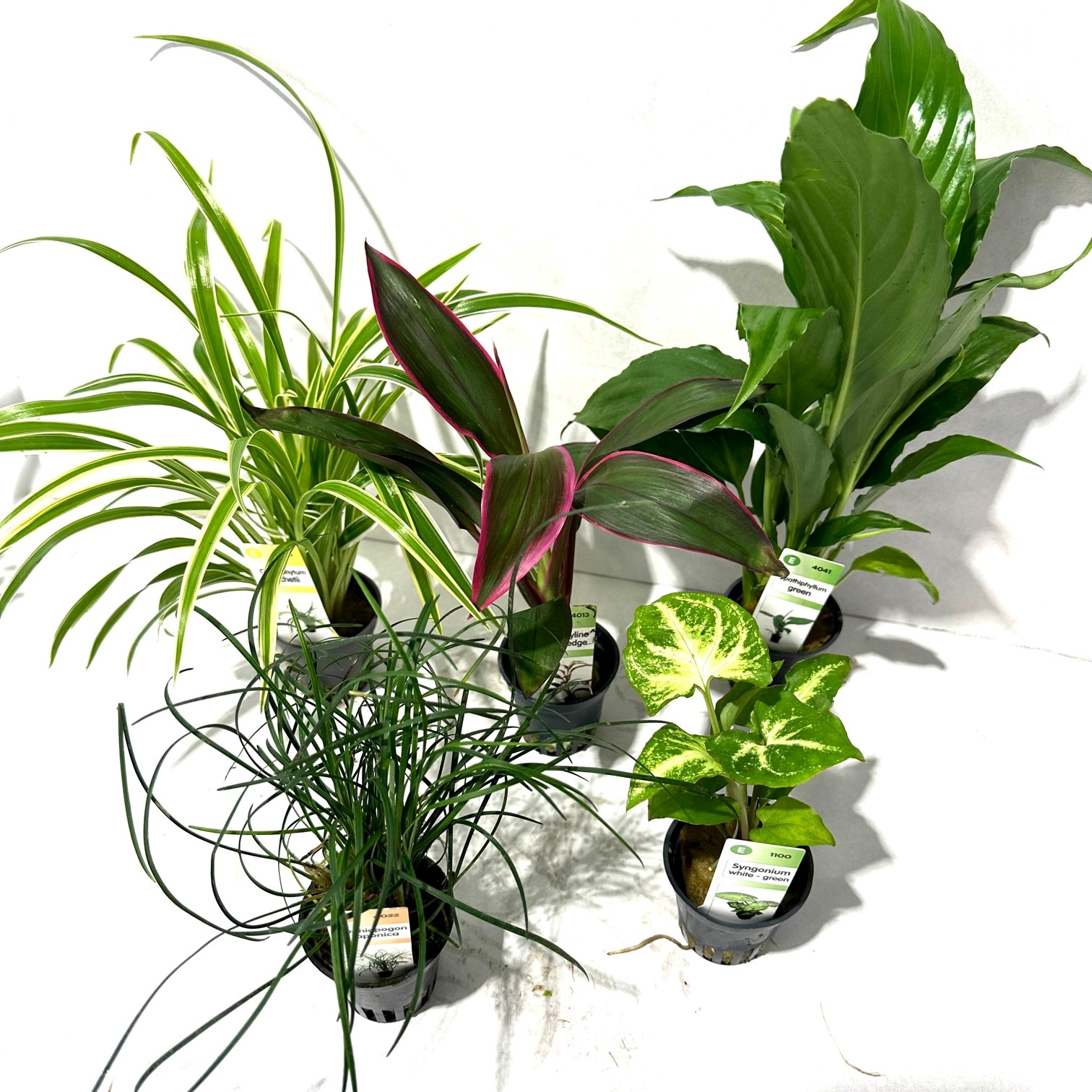 Plantenpakket terrarium 5x6 st.